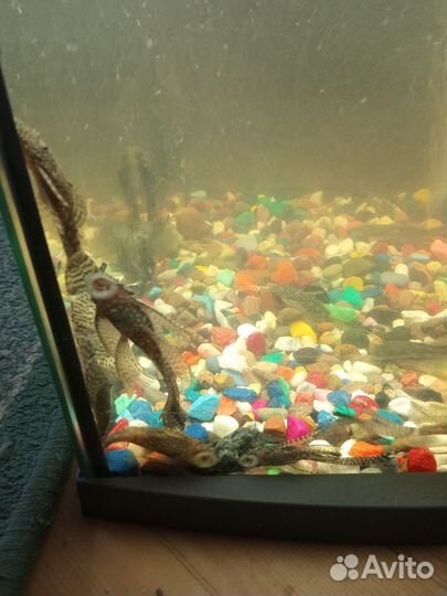 Аквариумные рыбки