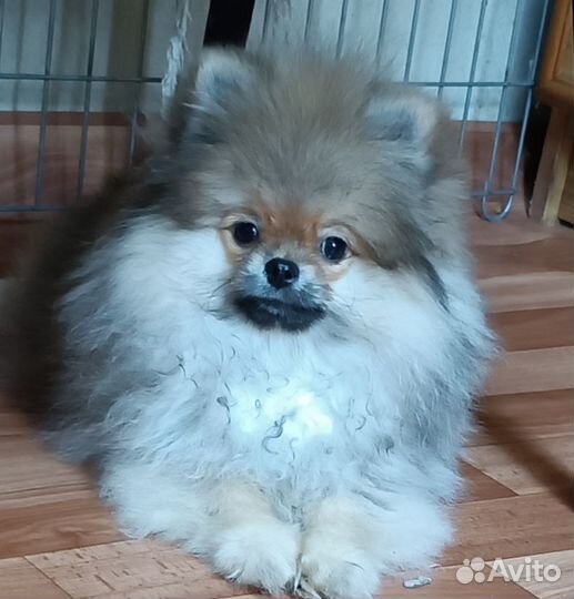 Шпиц мальчик