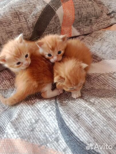 Кошки мейн-кун