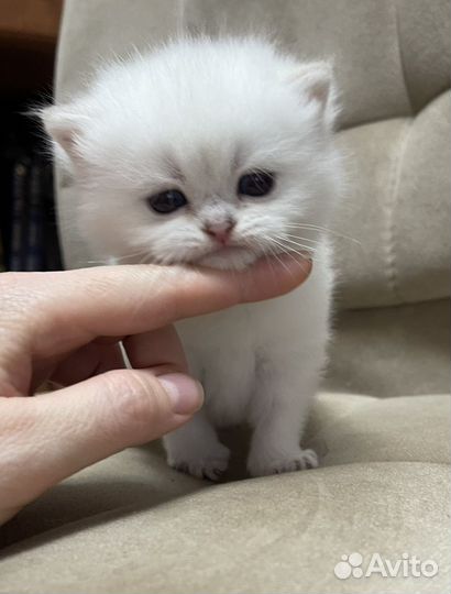 Британские котята