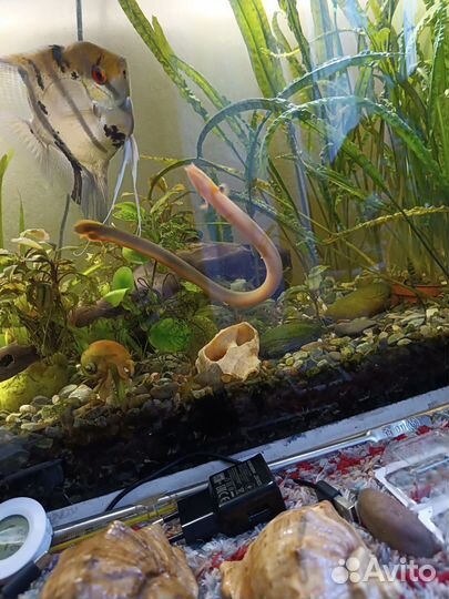 Украшения для аквариума