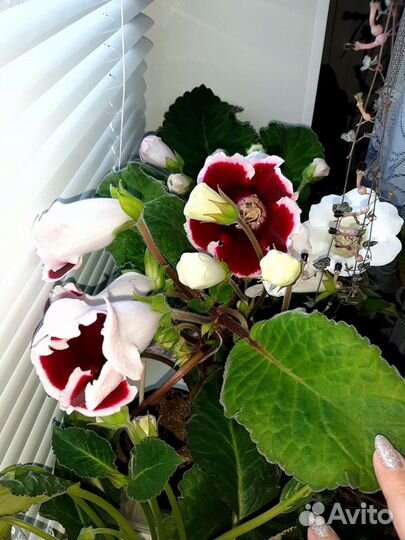 Детки глоксинии