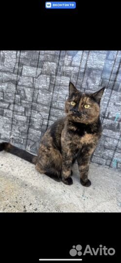 Кошка с рыжими глазами