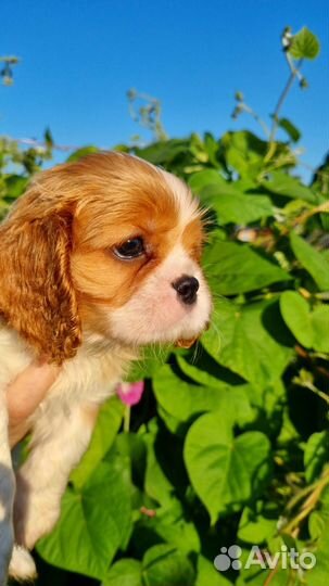 Кавалер Кинг Чарльз Спаниель Девочка