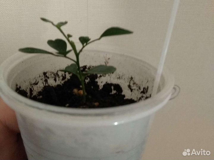 Мурайя,кумкват