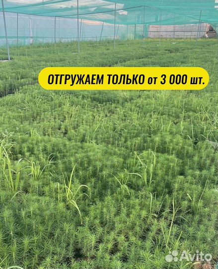 Сеянцы сосны окс от производителя