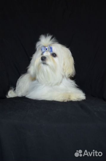 Мальтезе мальтийская болонка