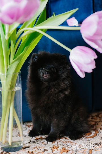 Щенки шпица