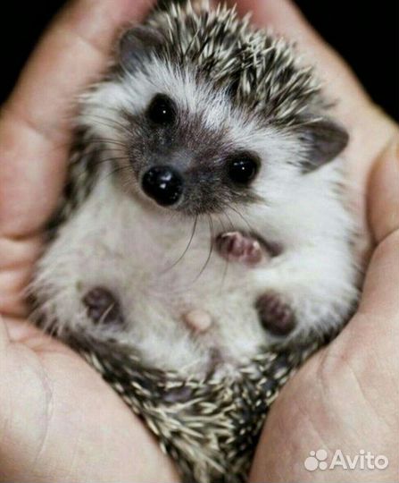 Африканский ежик