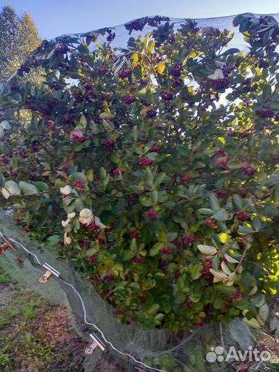 Саженцы клубники