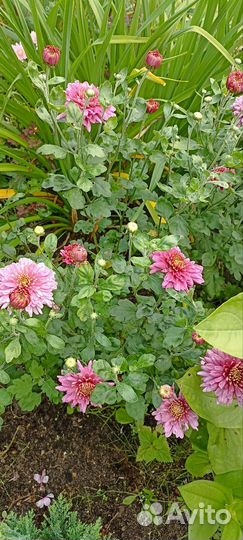 Кусты хризантемы Новелла (корейка)