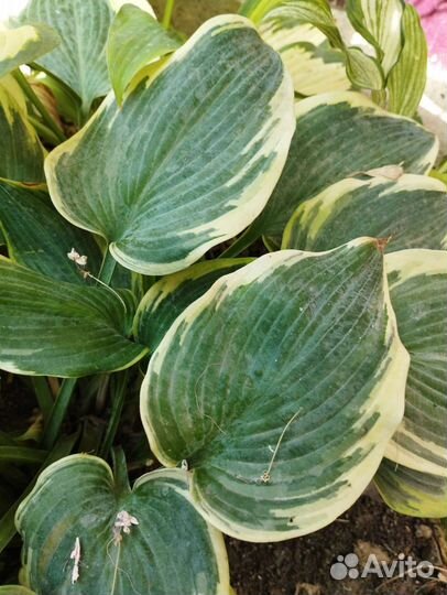 Хоста растение