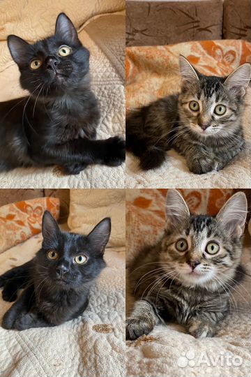 Кошка отдаю котят