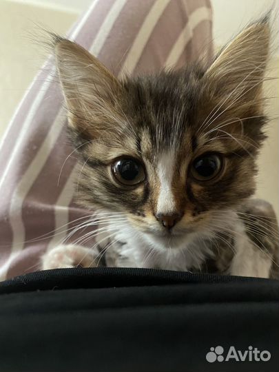 Котенок 2-3месяца