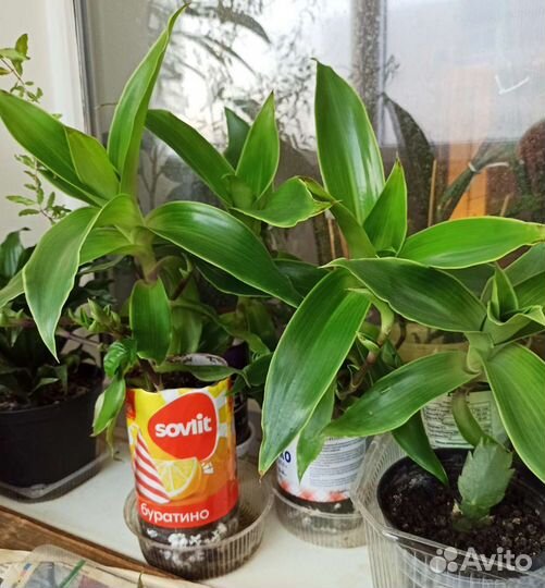 Золотой Ус - Каллизия душистая,цветущая