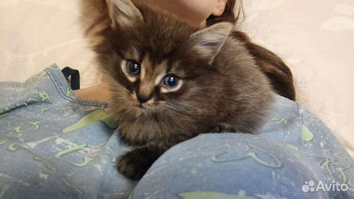 Котята