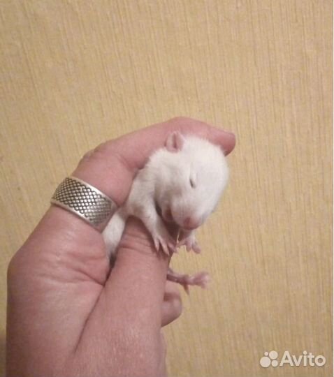 Крысомальчики под бронь