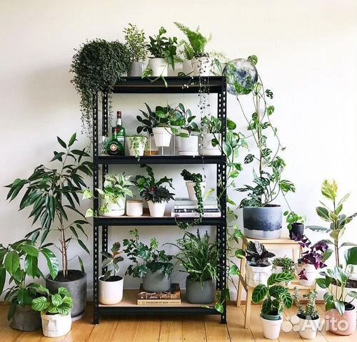 Домашние цветы купить в Москве | Товары для дома и дачи | Авито