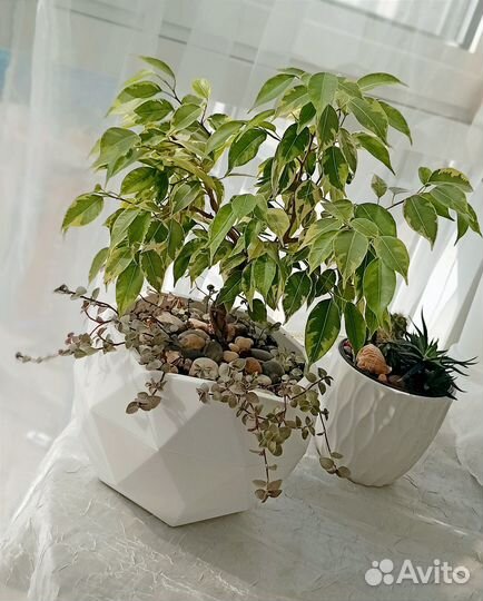Бонсай Пальма Драцена и Фикус Бенжамина