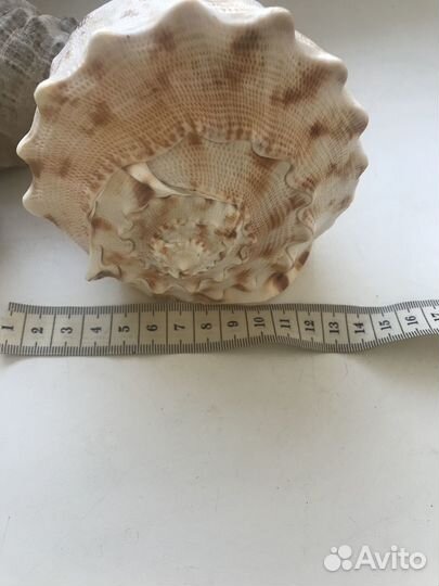 Ракушка морская большая