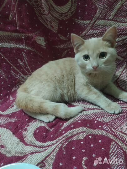 Нежная персиковая кошечка