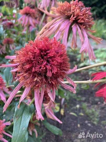 Эхинацея гуава айс