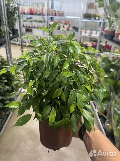 Фикус бенджамина Грин Кинки