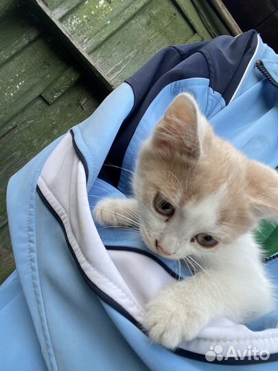 Котята отдам бесплатно