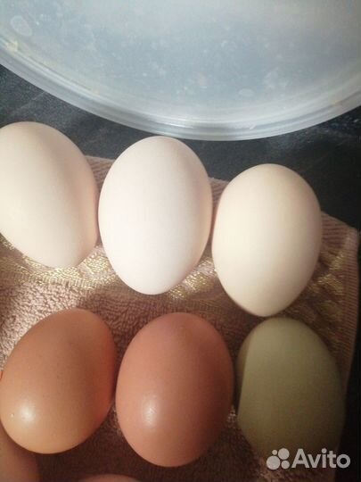 Инкубационное яйцо