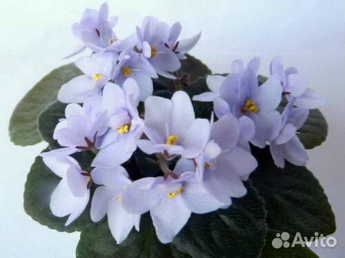 Фиалка полумини