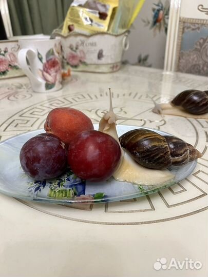 Улитята ахатина альбино ретикулята