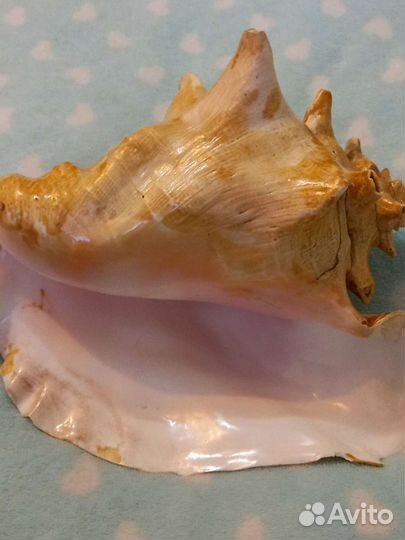 Большая ракушка для интерьера и поменьше