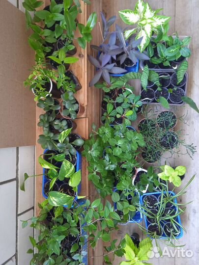 Комнатные цветы в ассортименте