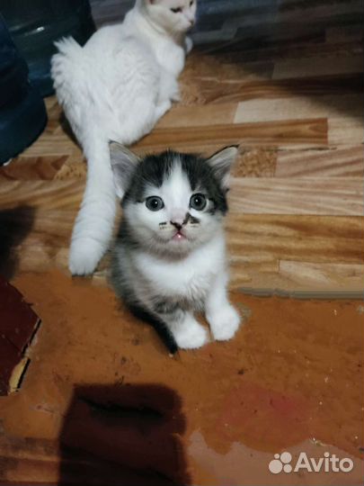Кошка