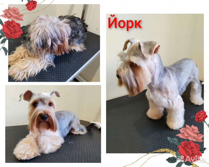 Грумер стрижка собак