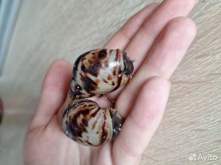 Улитки ахатины