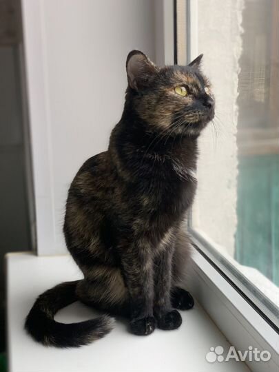 Кошки бесплатно