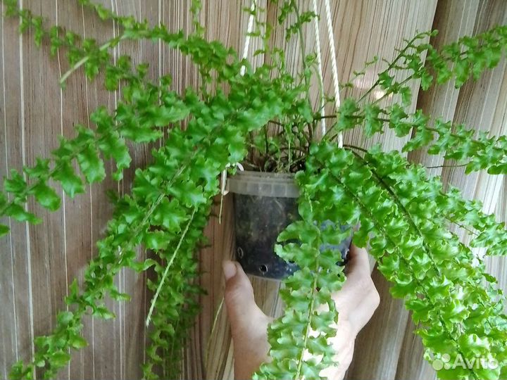 Папоротники