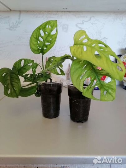 Монстеры вариегатные