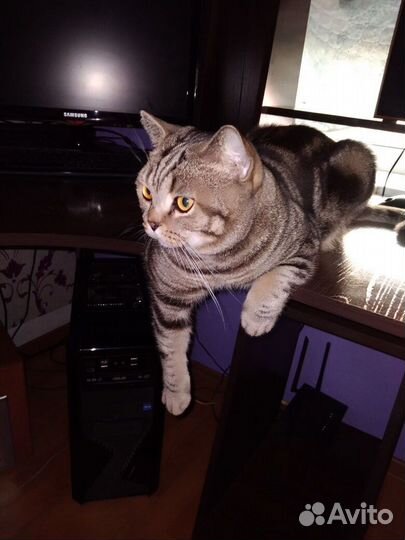 Отдам кошку