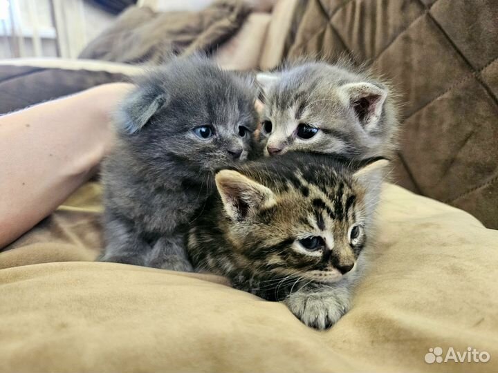 Шотландская