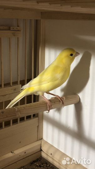 Кенары певчий