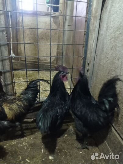 Молодые петухи Ухейилюй и Лакеданзи