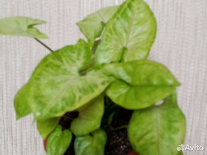 Сингониумы в ассортименте