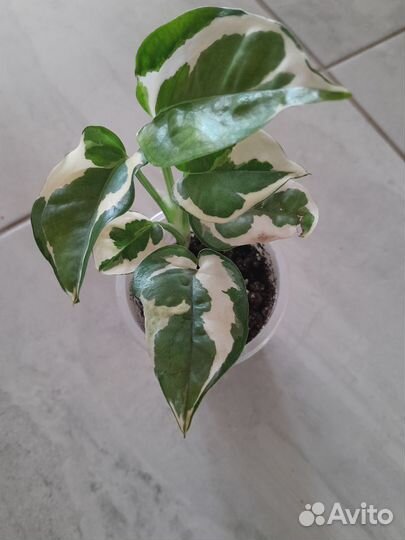 Сциндапсусы