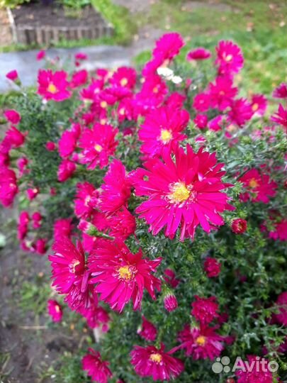 Хризантема