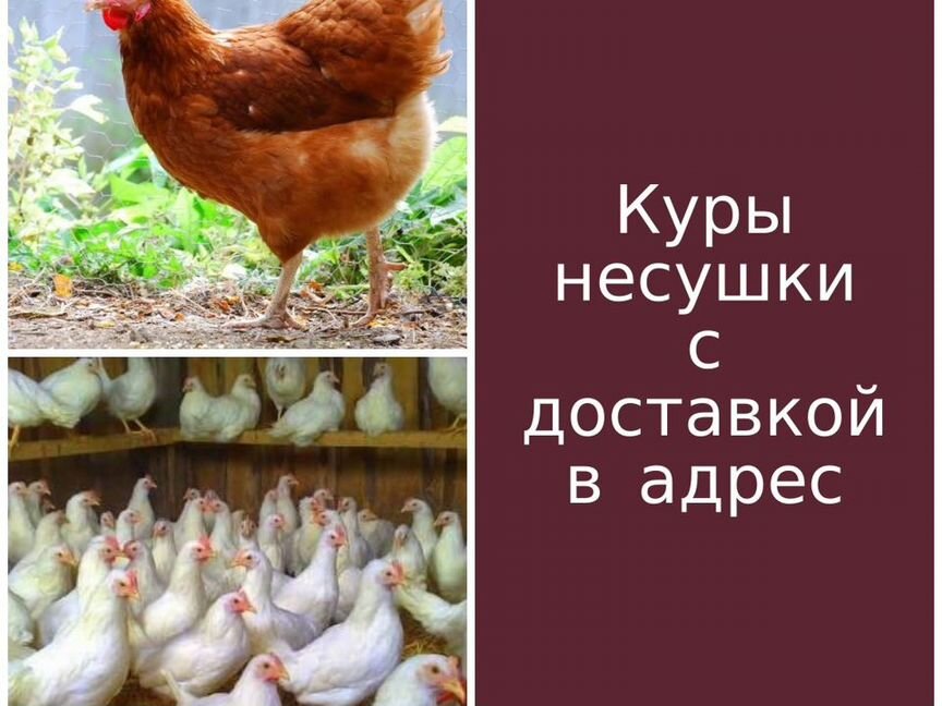 Куры несушки