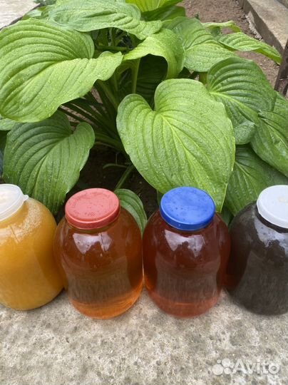 Пыльца пчелиная