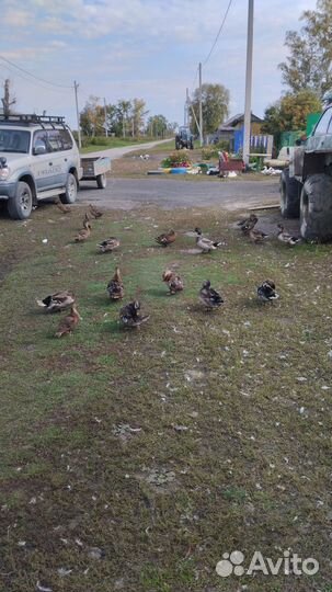 Утки подсадные для охоты