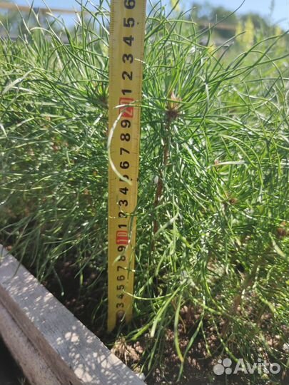 Саженцы сосны зкс